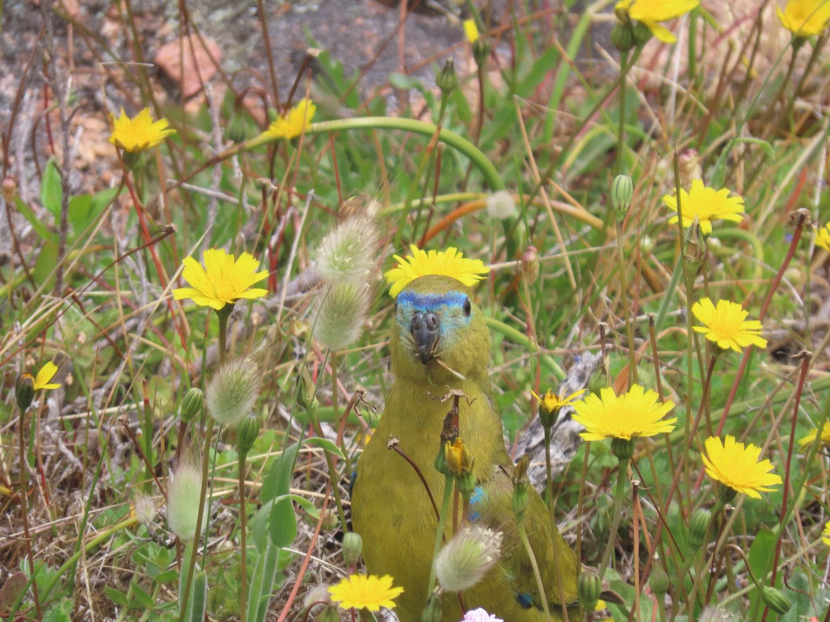 Rock Parrot - ML646033138