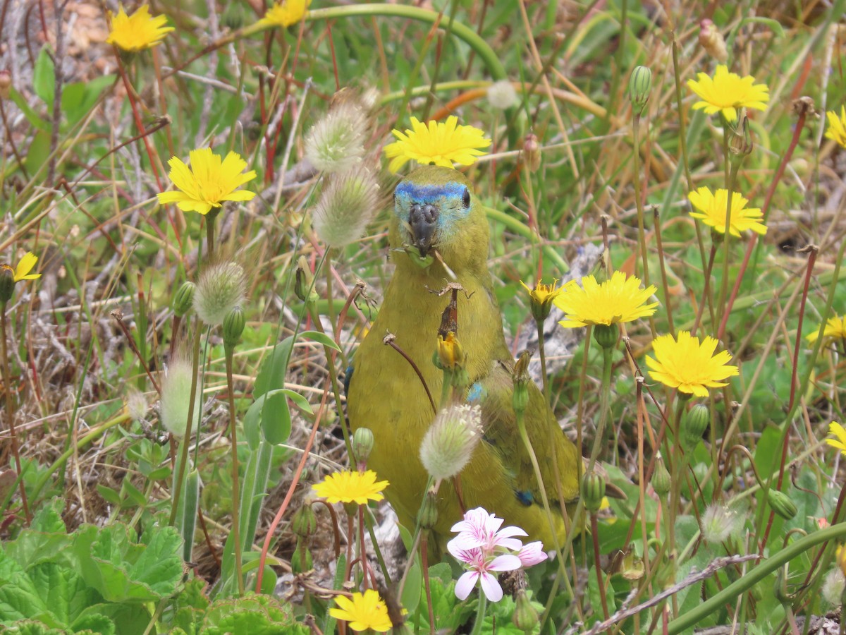 Rock Parrot - ML646033139