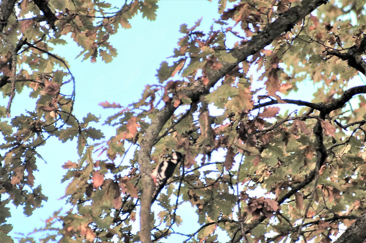 Great Spotted Woodpecker - ML646033140