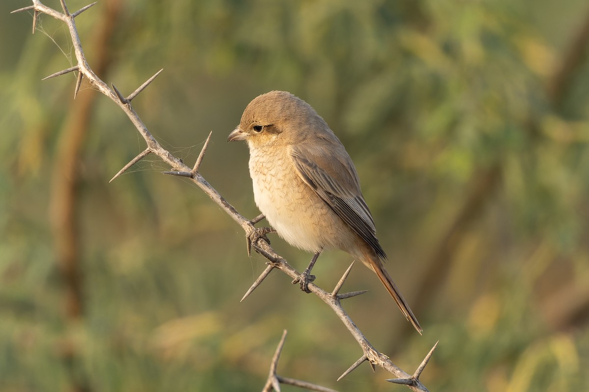 isabellavarsler - ML646033141