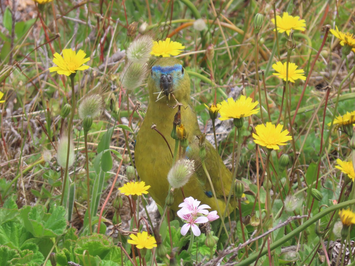 Rock Parrot - ML646033143