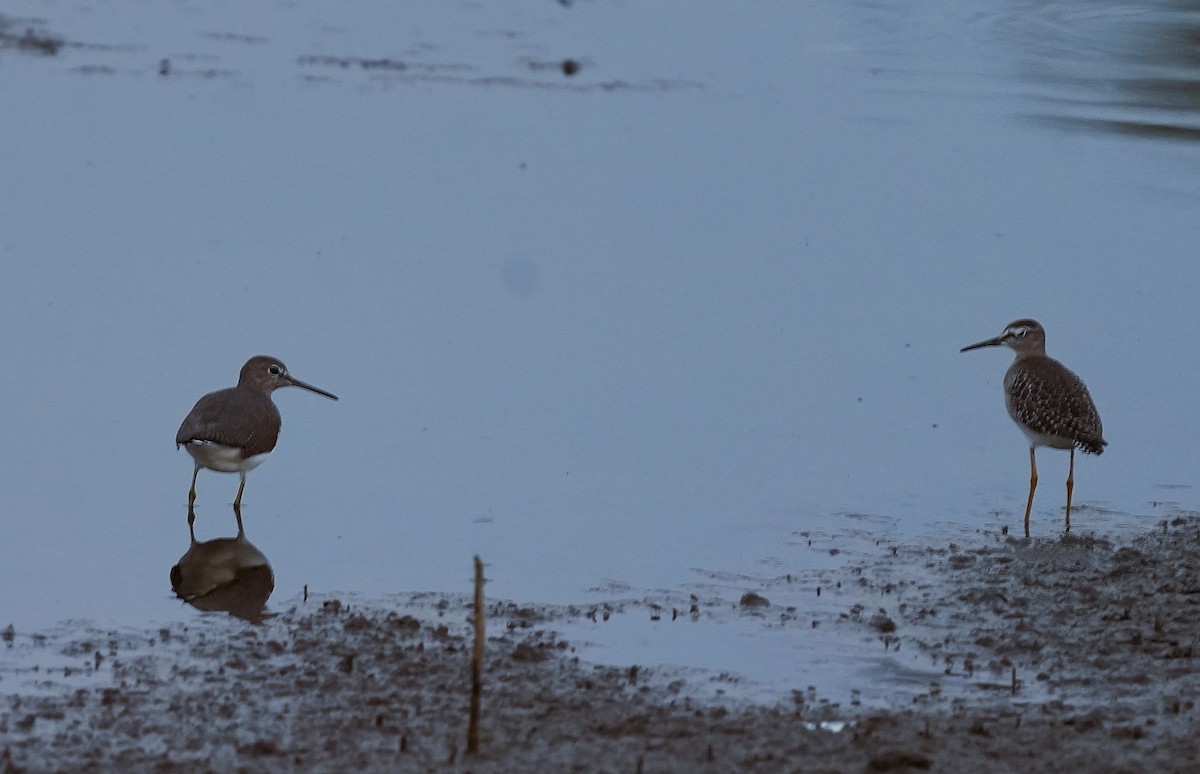 Wood Sandpiper - ML646033145