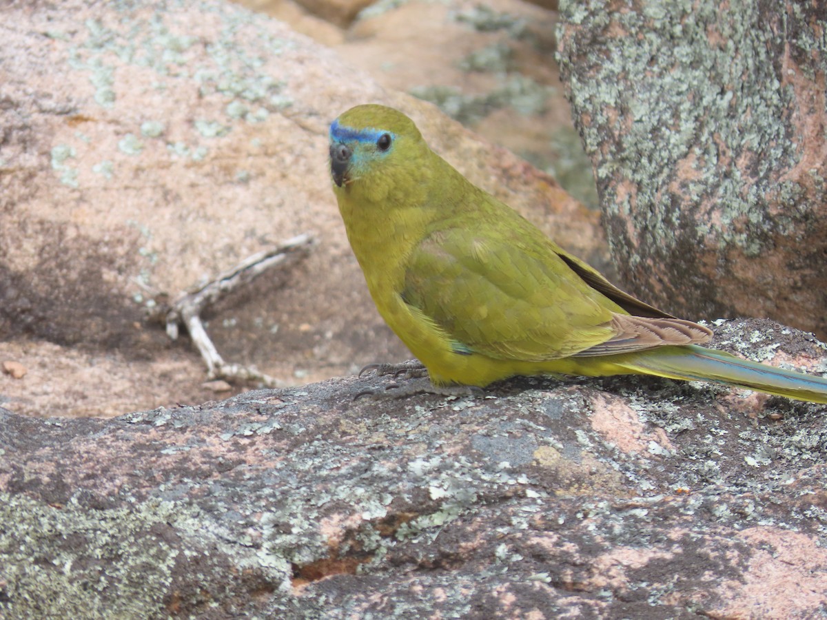 Rock Parrot - ML646033146