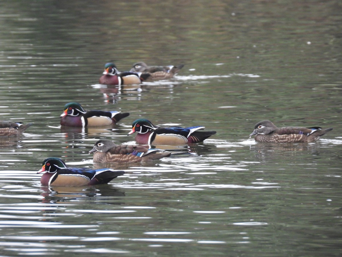 Wood Duck - ML646033147