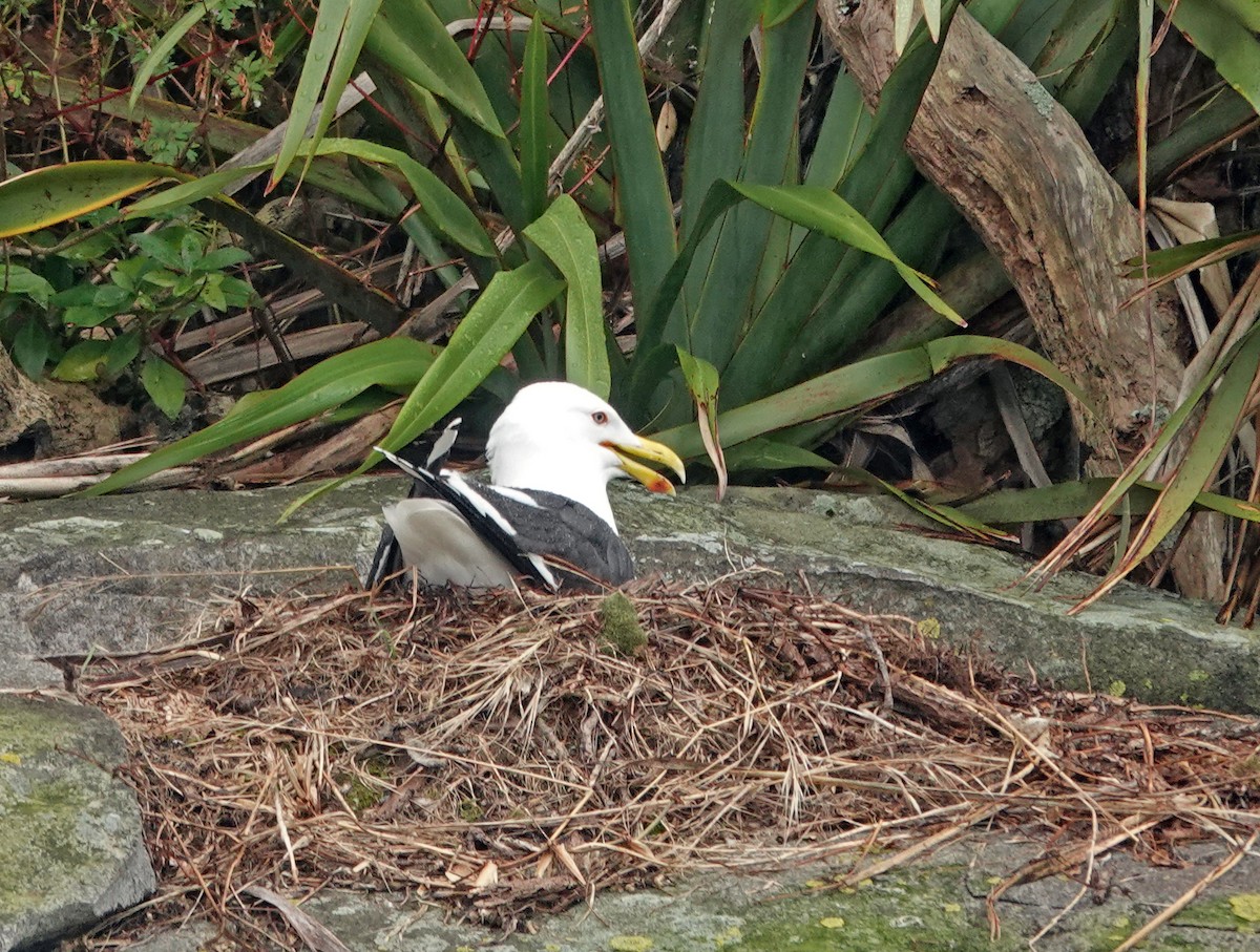 Kelp Gull - ML646033149