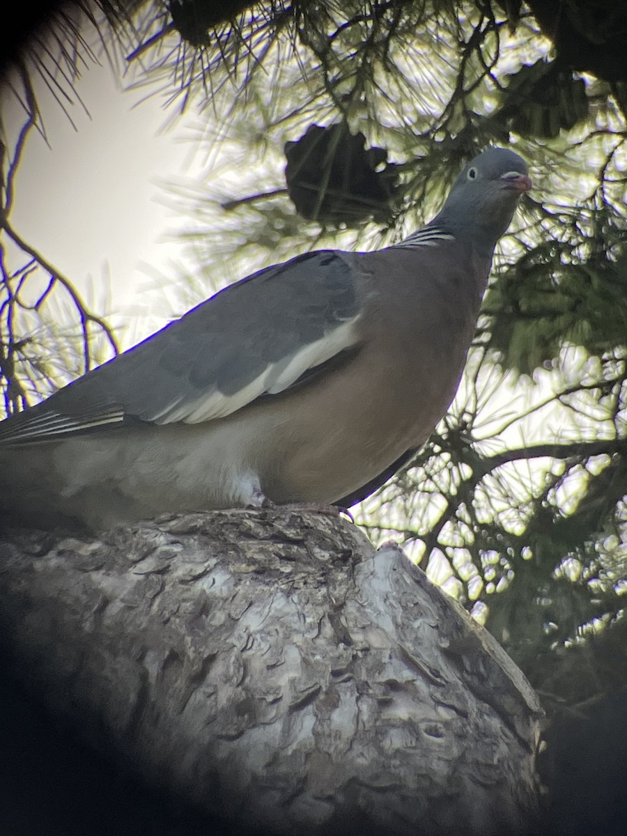 Common Wood-Pigeon - ML646033151