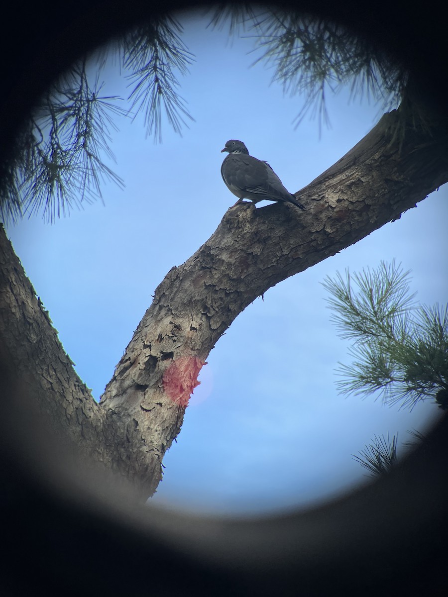 Common Wood-Pigeon - ML646033152