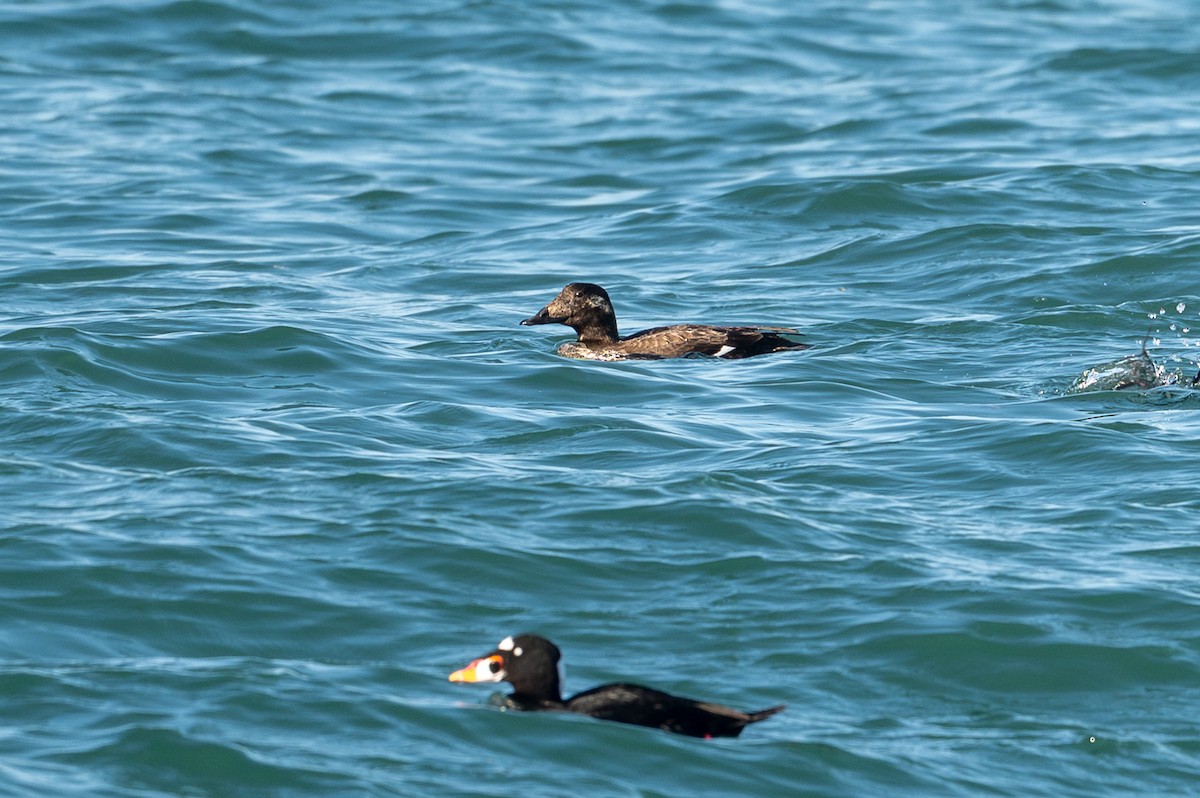 White-winged Scoter - ML646033154