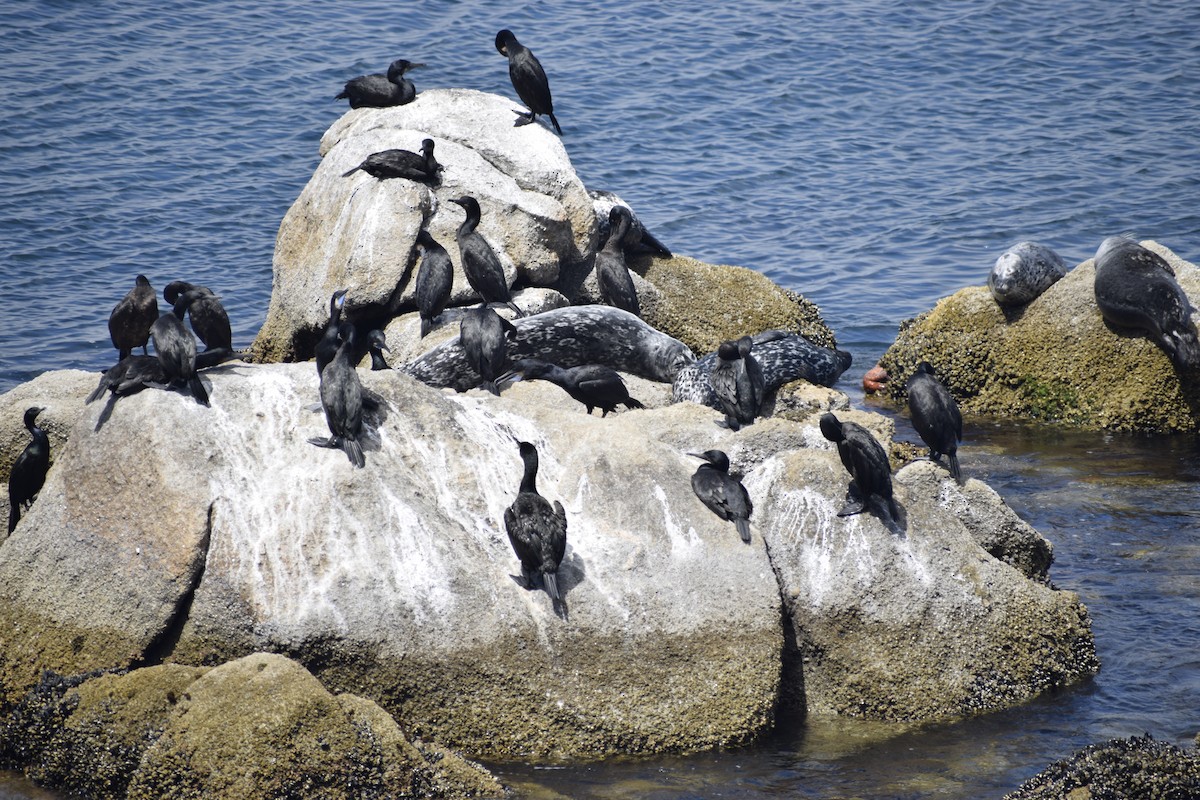 Brandt's Cormorant - ML646033155