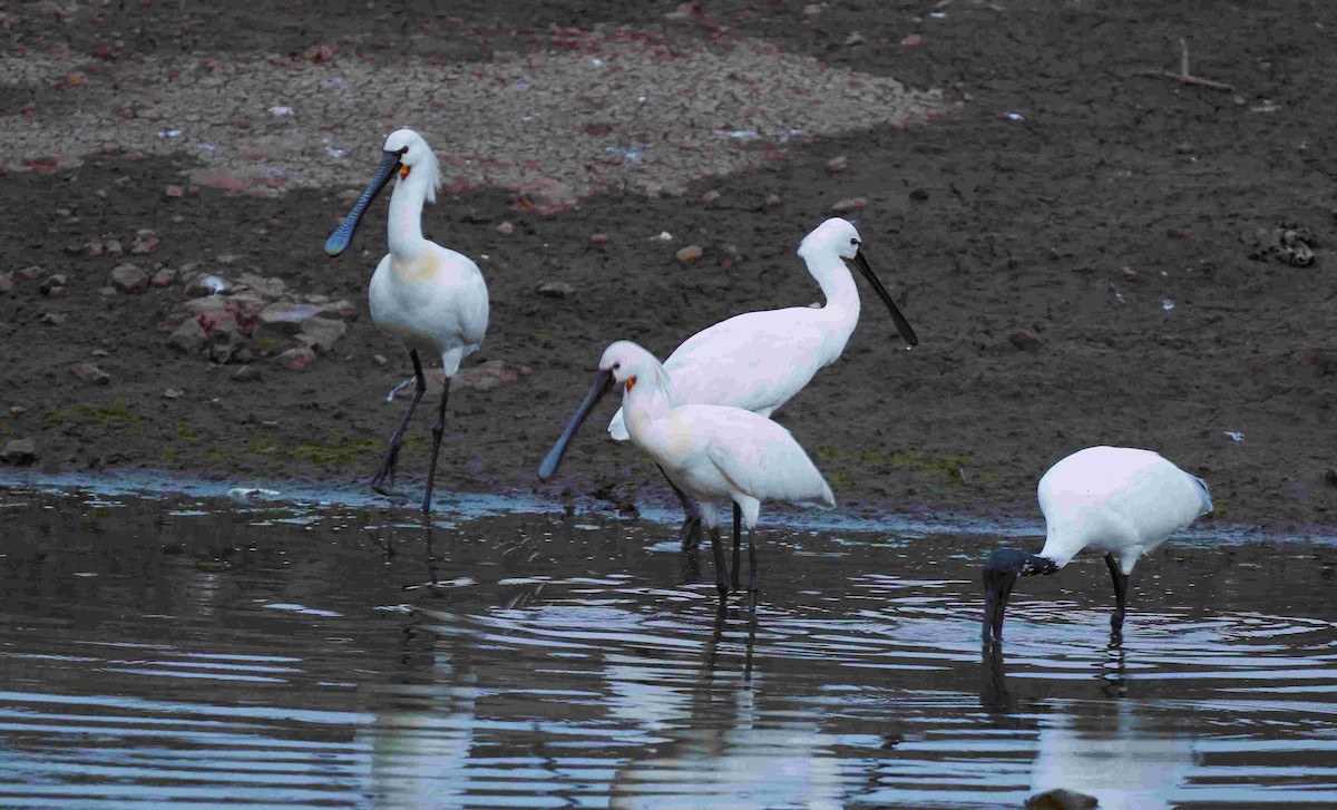 Eurasian Spoonbill - ML646033156