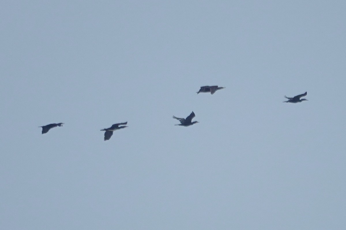 Great Cormorant - ML646033157