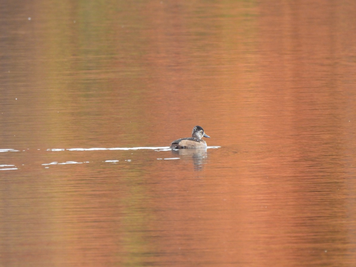 Ring-necked Duck - ML646033159