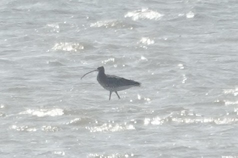 Eurasian Curlew - ML646033160