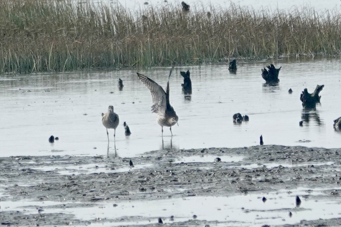Eurasian Whimbrel - ML646033162