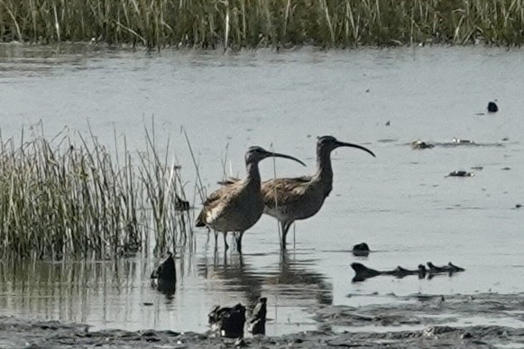 Eurasian Whimbrel - ML646033163