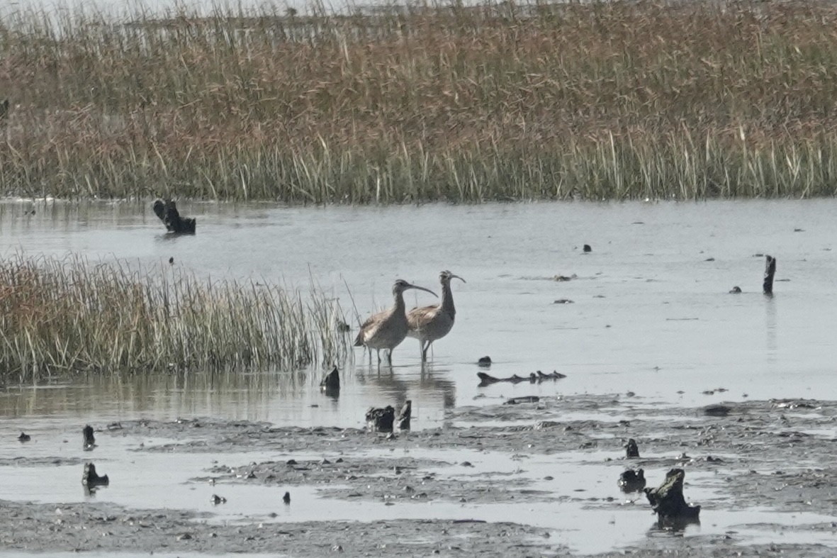 Eurasian Whimbrel - ML646033164