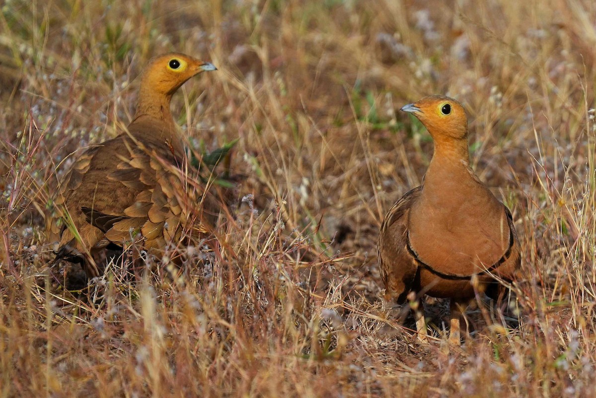 Chestnut-bellied Sandgrouse - ML646033167