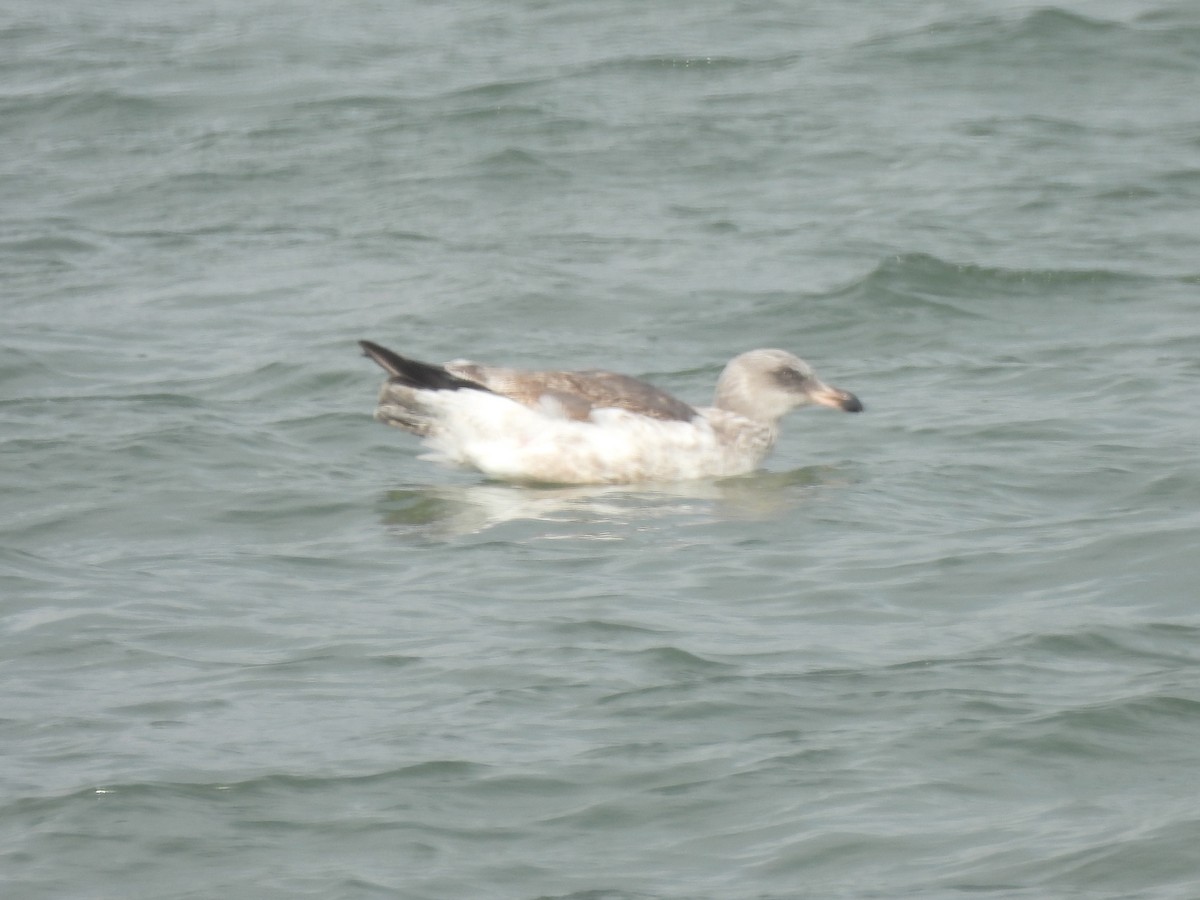 Western Gull - ML646033171