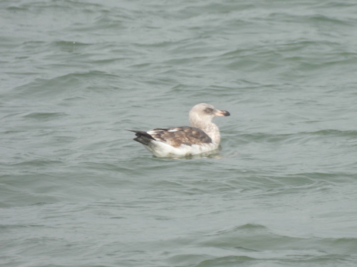 Western Gull - ML646033172