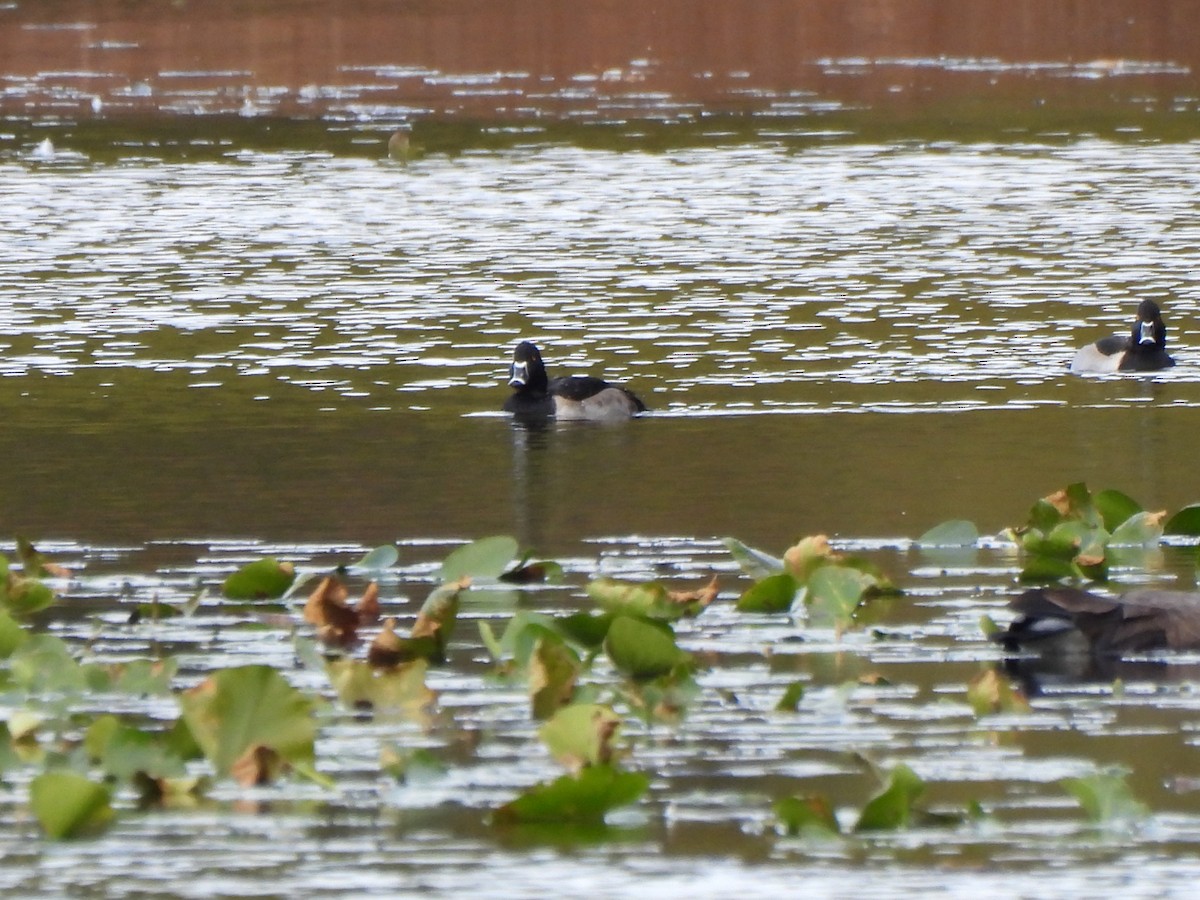 Ring-necked Duck - ML646033174