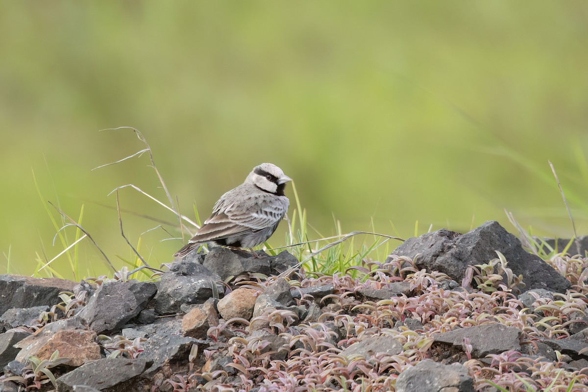Ashy-crowned Sparrow-Lark - ML646033175