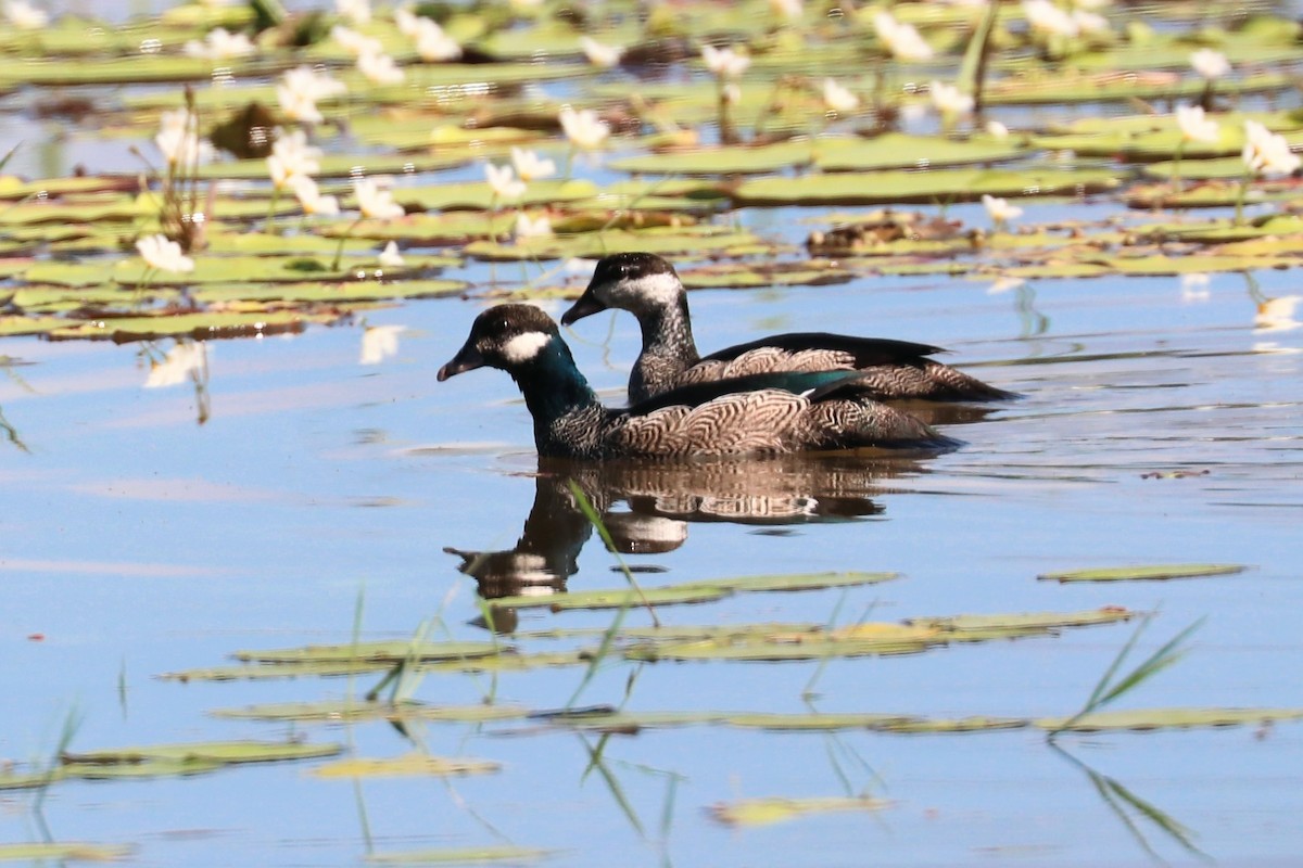Green Pygmy-Goose - ML646033177