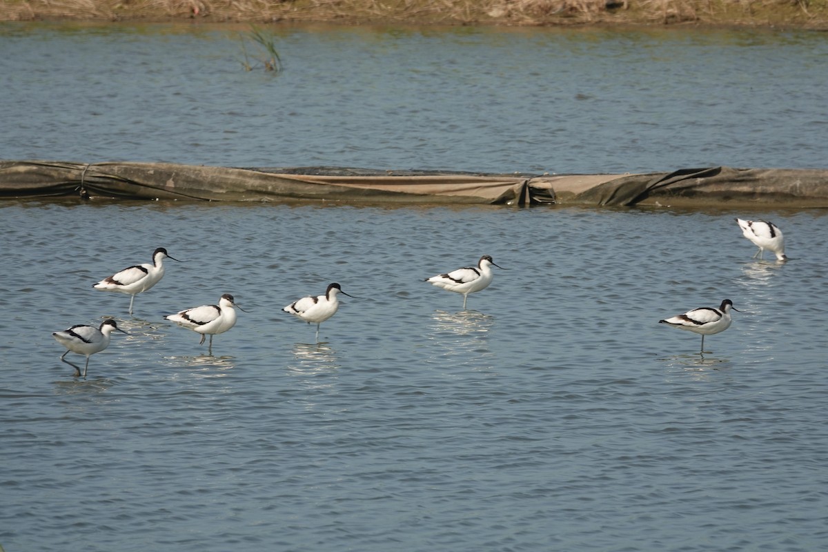 Pied Avocet - ML646033185