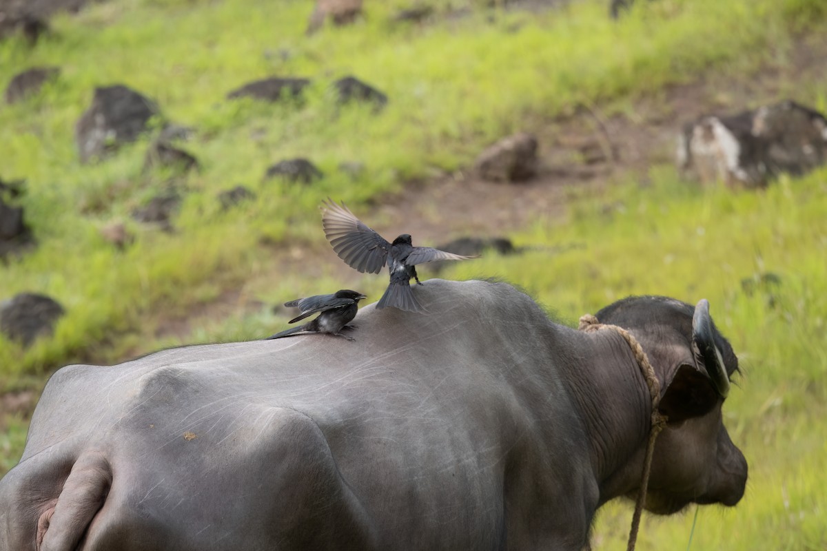 Black Drongo - ML646033191