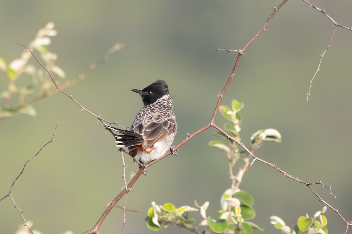 Red-vented Bulbul - ML646033196