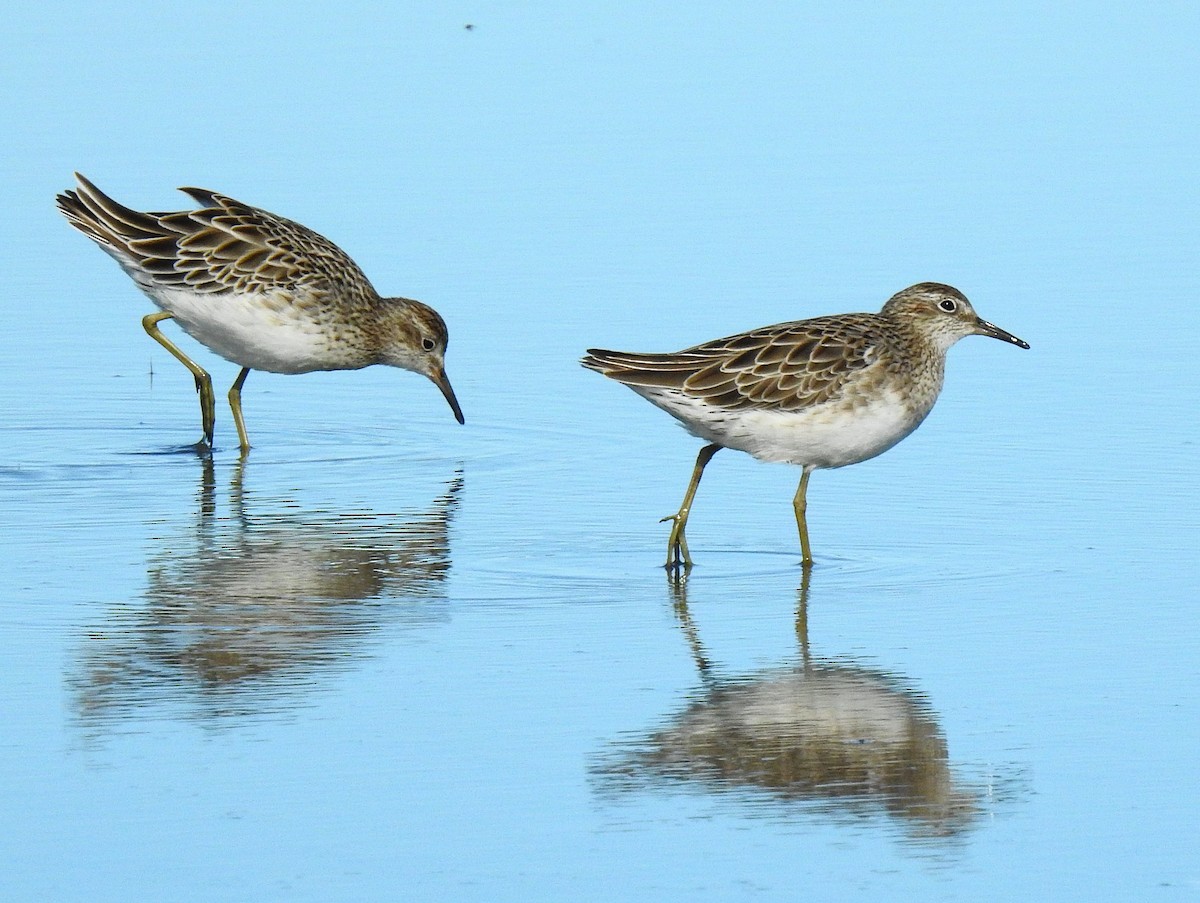 Sharp-tailed Sandpiper - ML646033197