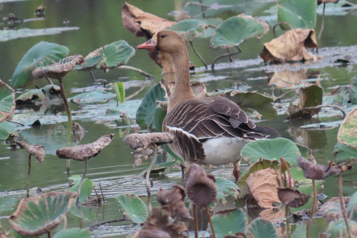 Greater White-fronted Goose - ML646033199