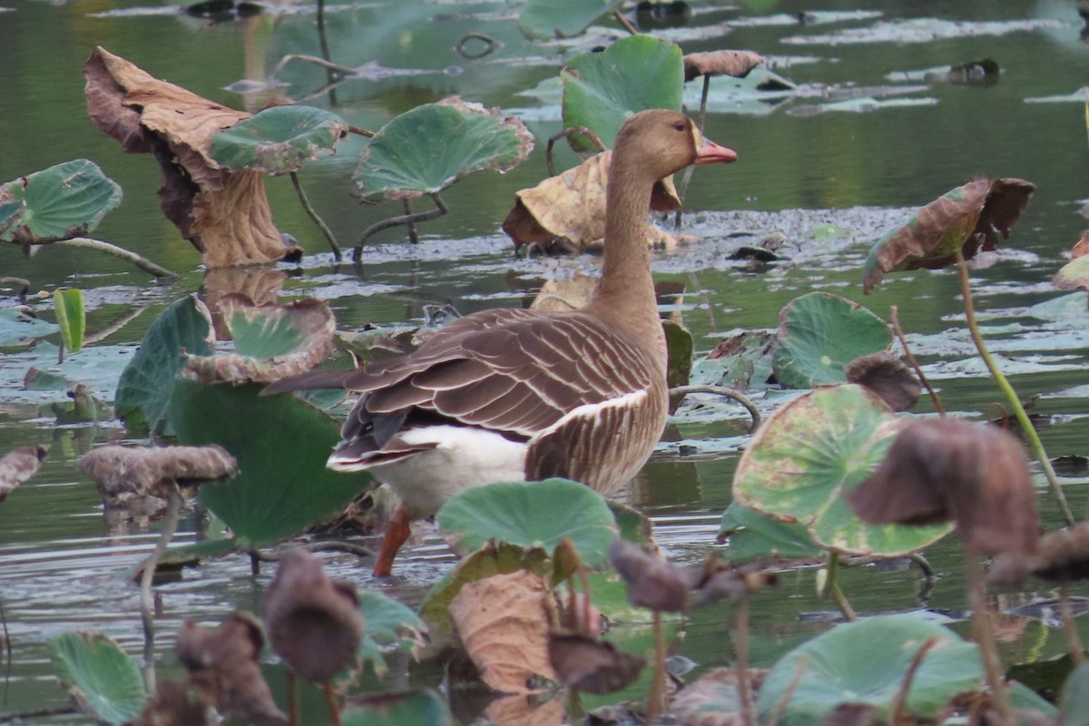 Greater White-fronted Goose - ML646033200