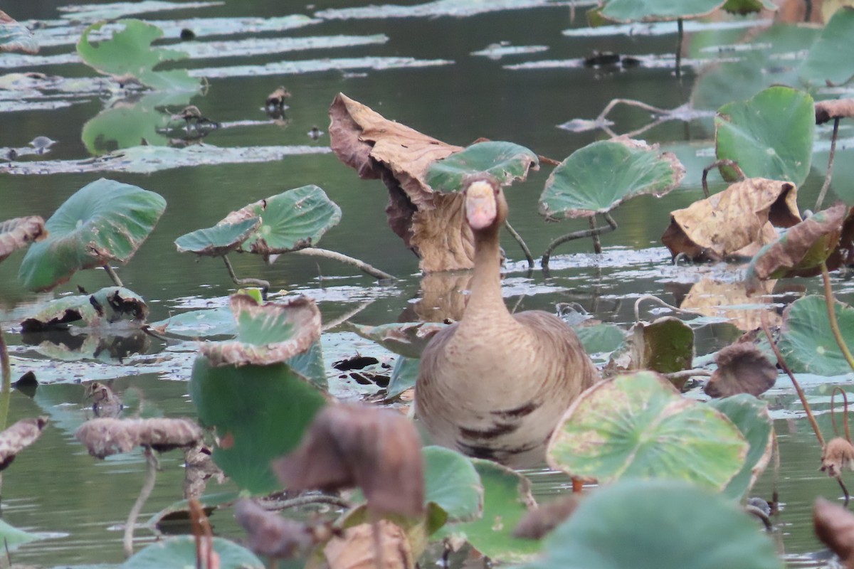 Greater White-fronted Goose - ML646033201