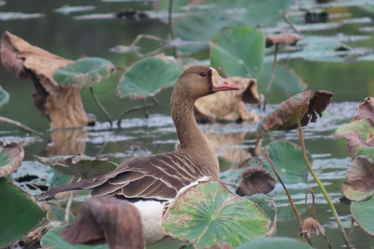 Greater White-fronted Goose - ML646033202