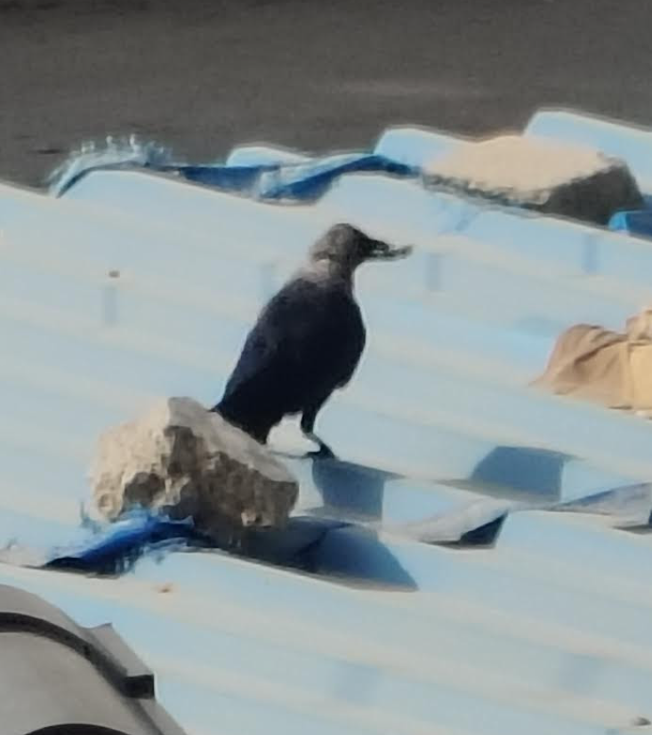 House Crow - ML646033203