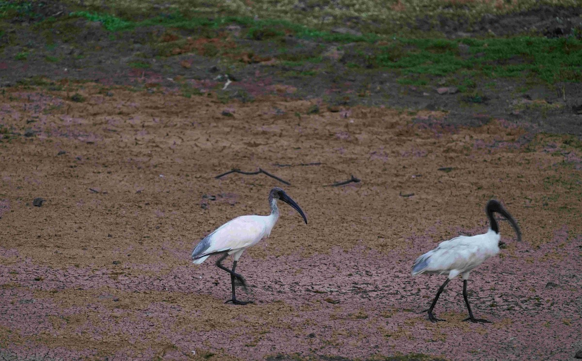 Black-headed Ibis - ML646033206