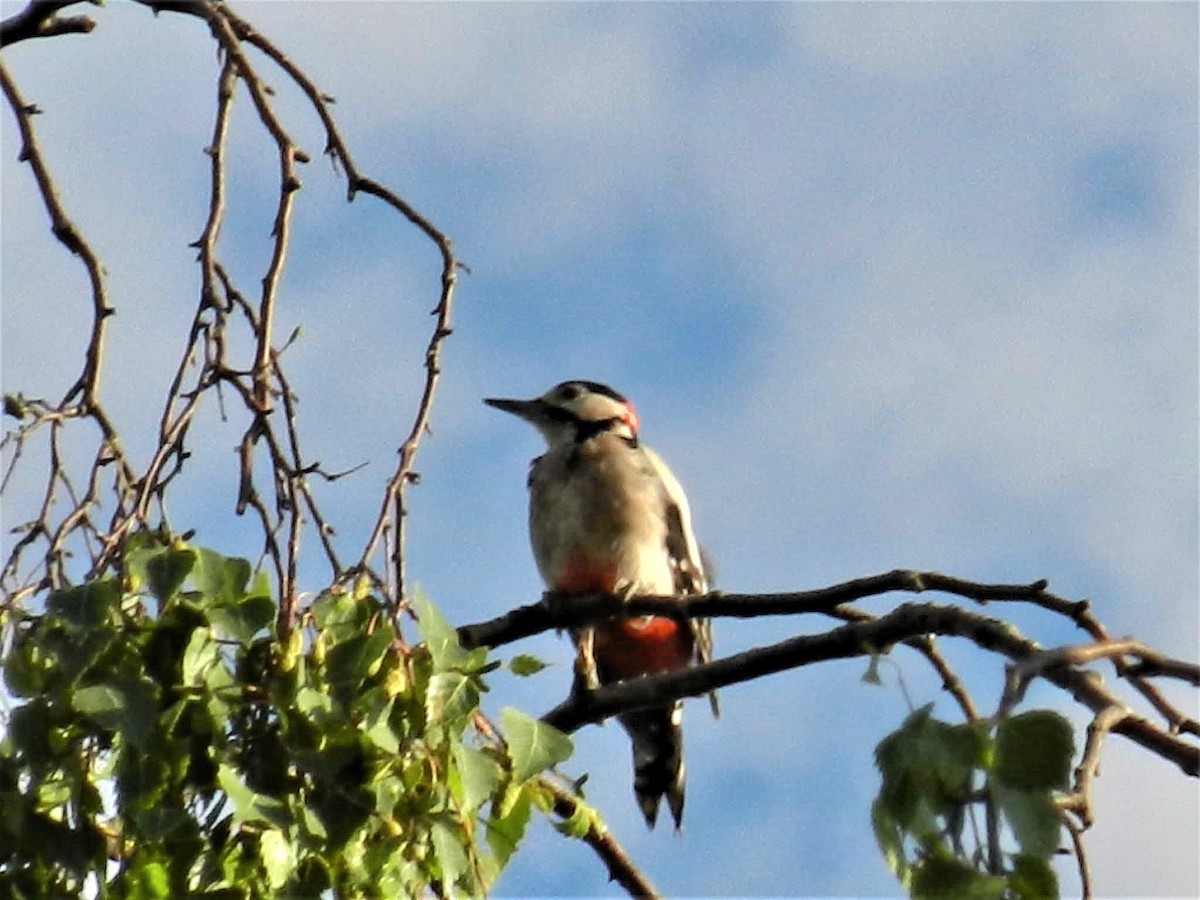 Great Spotted Woodpecker - ML646033207
