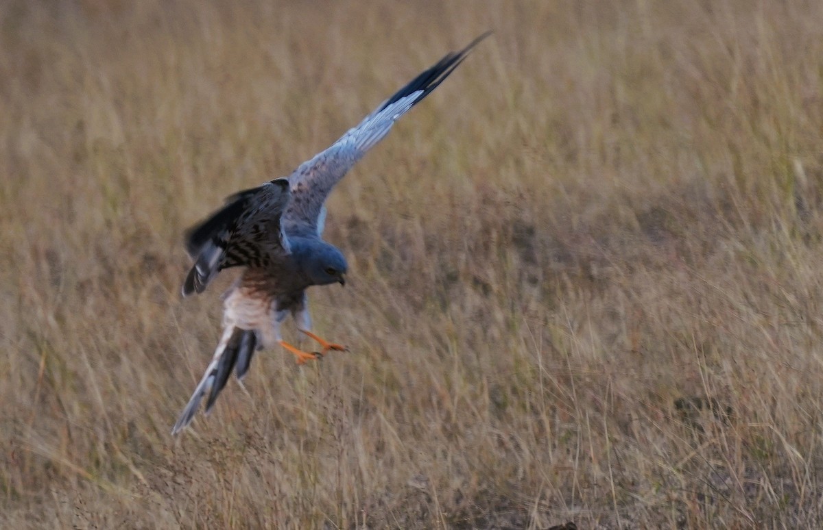 Pallid Harrier - ML646033210