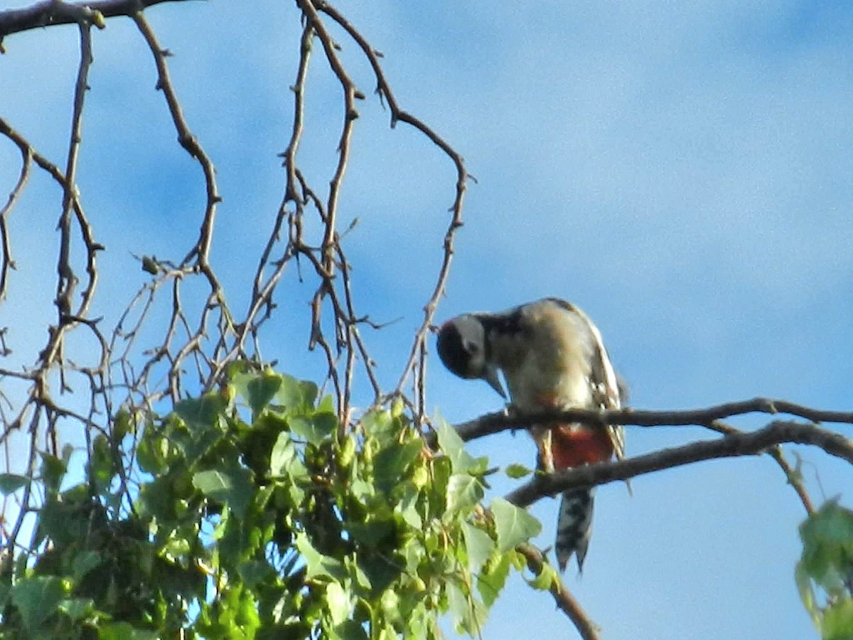 Great Spotted Woodpecker - ML646033211