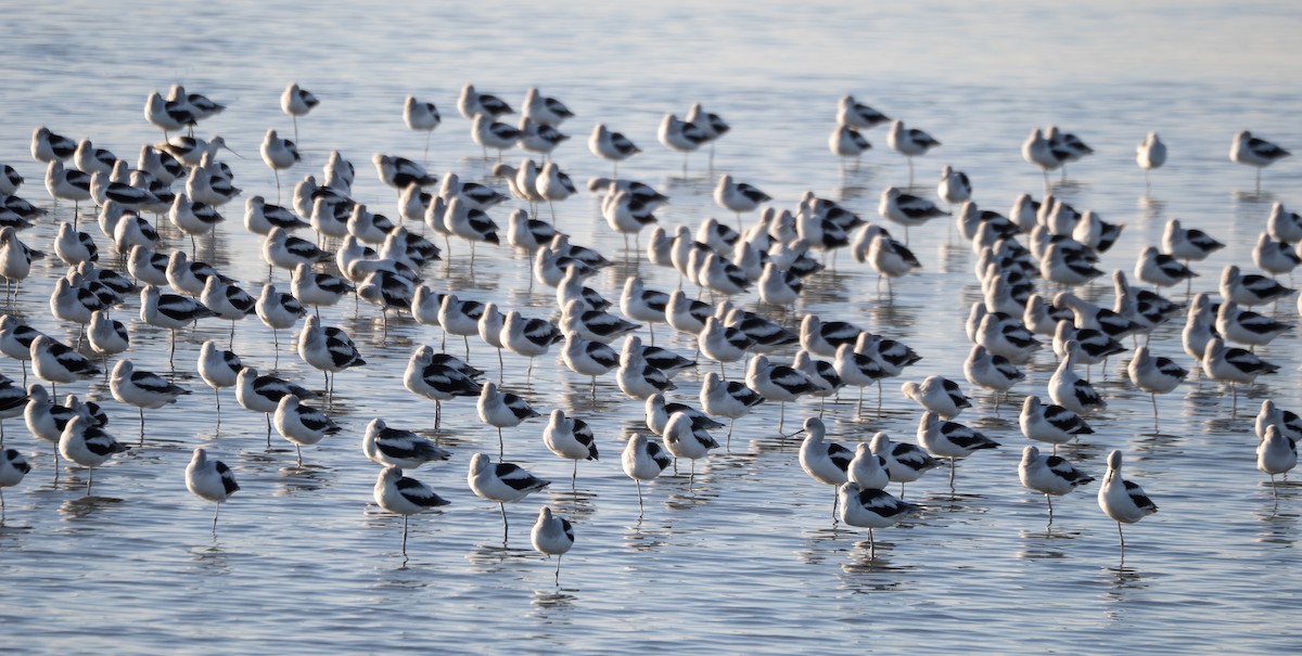 American Avocet - ML646033213