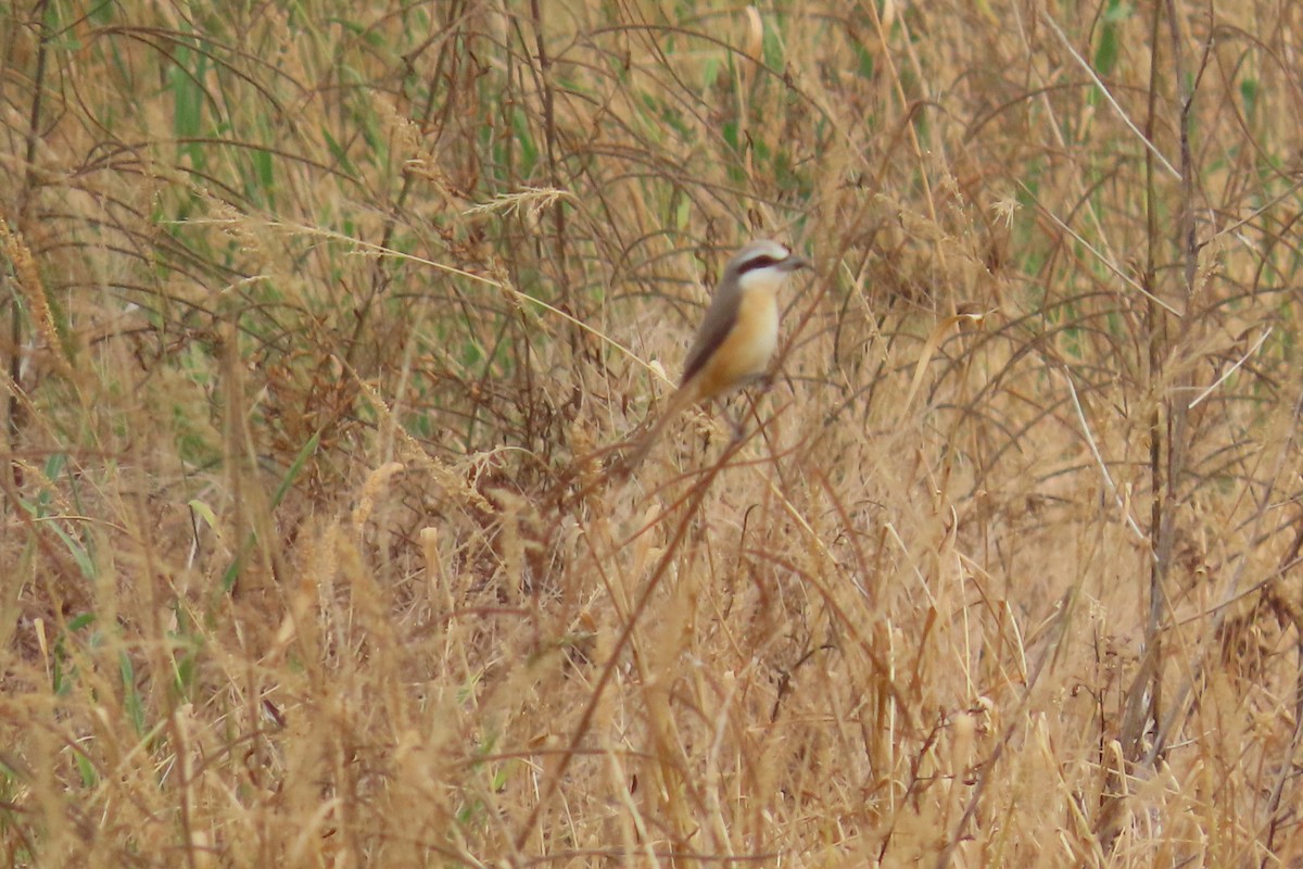 Brown Shrike - ML646033214