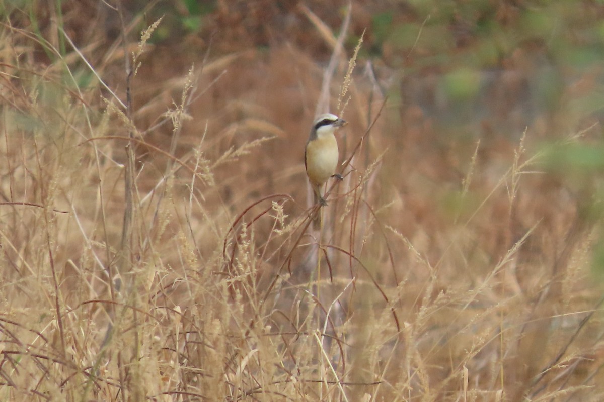 Brown Shrike - ML646033216