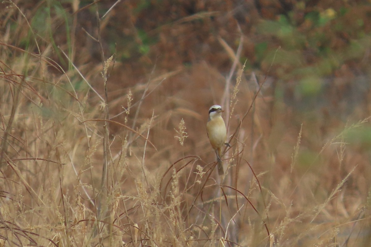 Brown Shrike - ML646033217