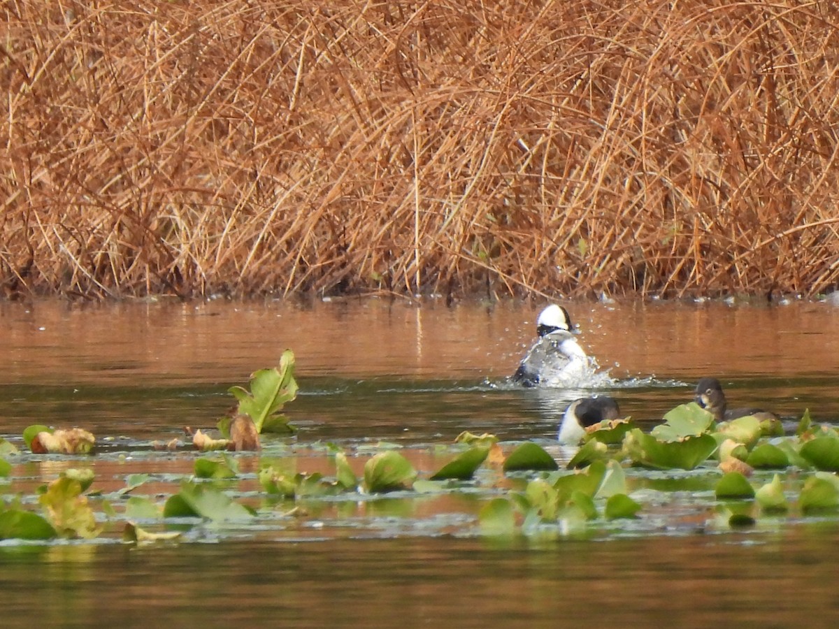 Bufflehead - ML646033218