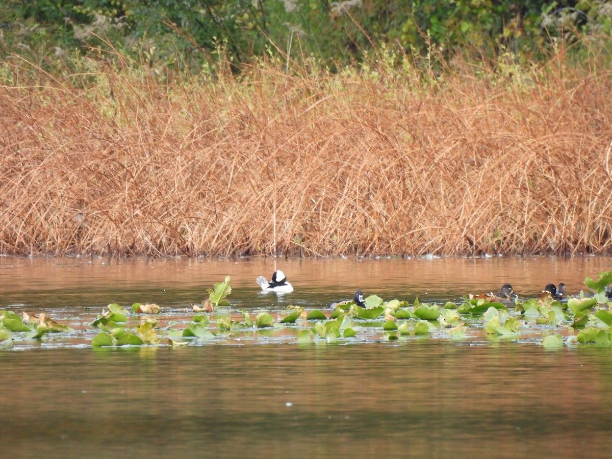 Bufflehead - ML646033219