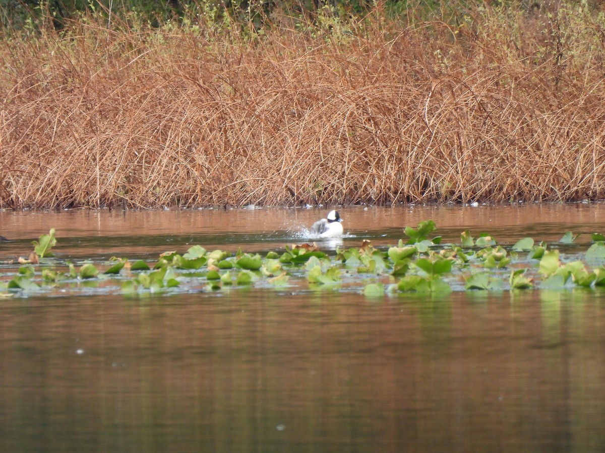 Bufflehead - ML646033220