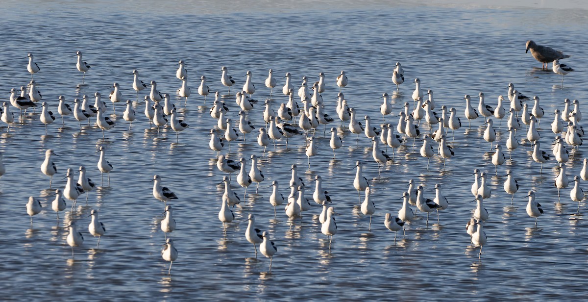 American Avocet - ML646033221