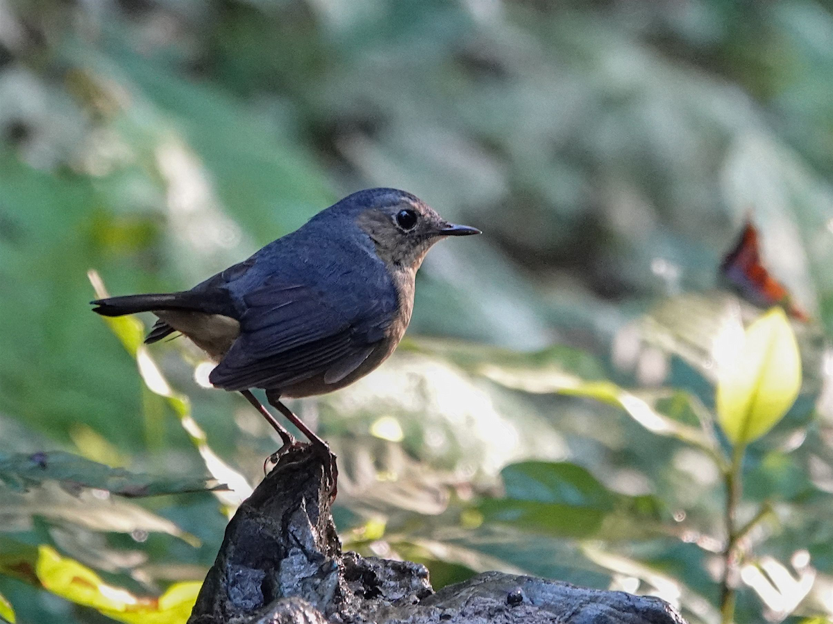 Firethroat - ML646033222