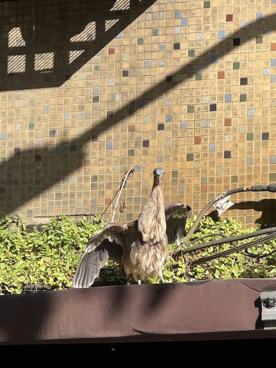 Malayan Night Heron - ML646033224