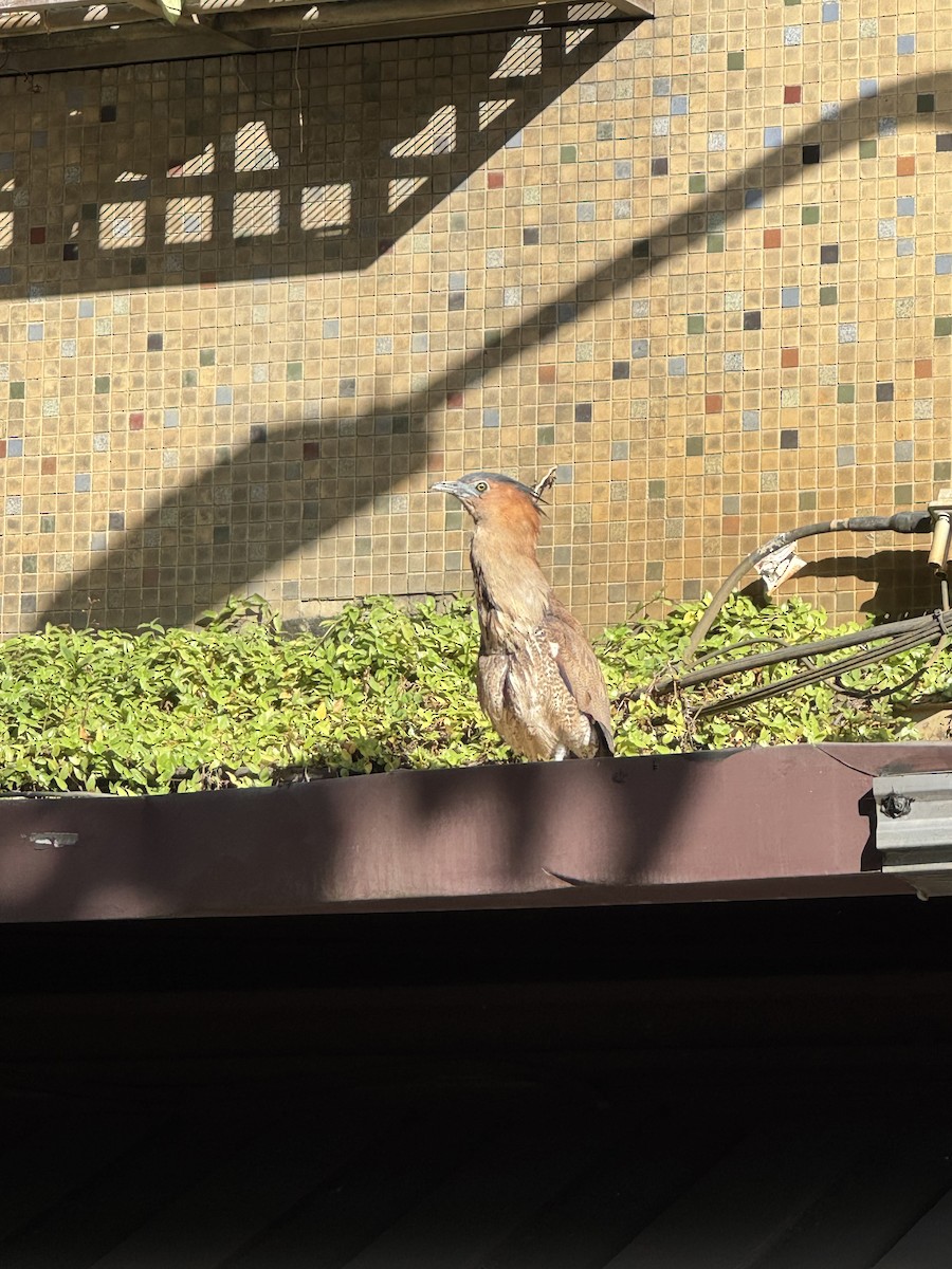 Malayan Night Heron - ML646033225